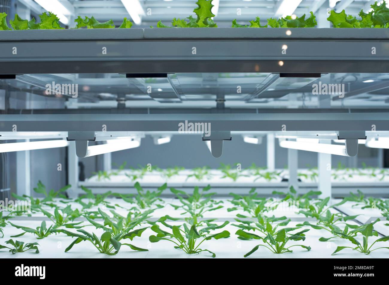 Les jardins hydroponiques intérieurs poussent mizuna et crachent sous les lumières à Suwa, Nagano, Japon Banque D'Images