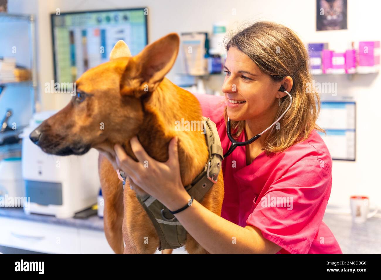 Stéthoscope Vétérinaire CONTEC SC11 - Tête Unique (diaphragme) Pour Cardiologie - Neuf