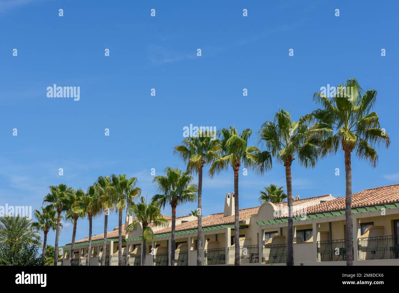 Vue extérieure des bâtiments avec balcons bordés de palmiers Banque D'Images