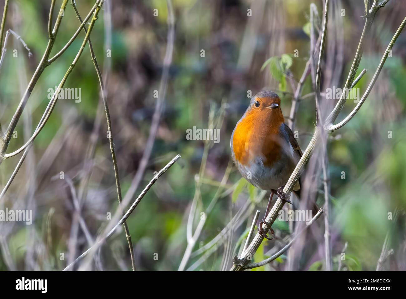 Le robin européen, erithacus rubecula, dans la réserve naturelle de Sculthorpe Moor à Norfolk. Banque D'Images