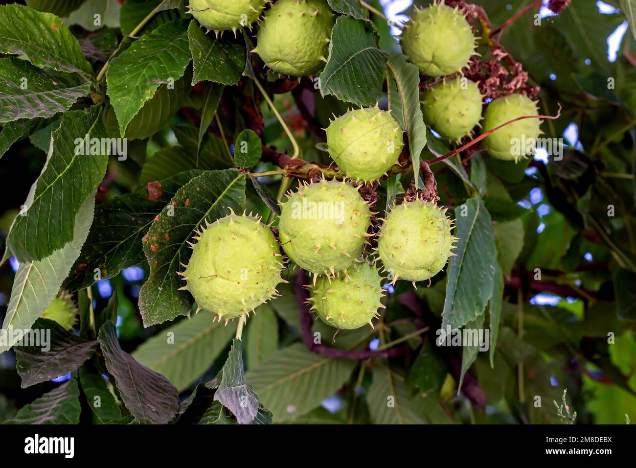 Chestnut à cheval vert (Aesculus hippocastanum) conkers avec des feuilles sur un arbre en été. Banque D'Images