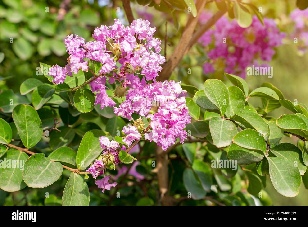 Rose vif Lagerstroemia indica (Clope Myrtle) fleurs avec des feuilles vertes sur les branches dans le jardin en été. Banque D'Images