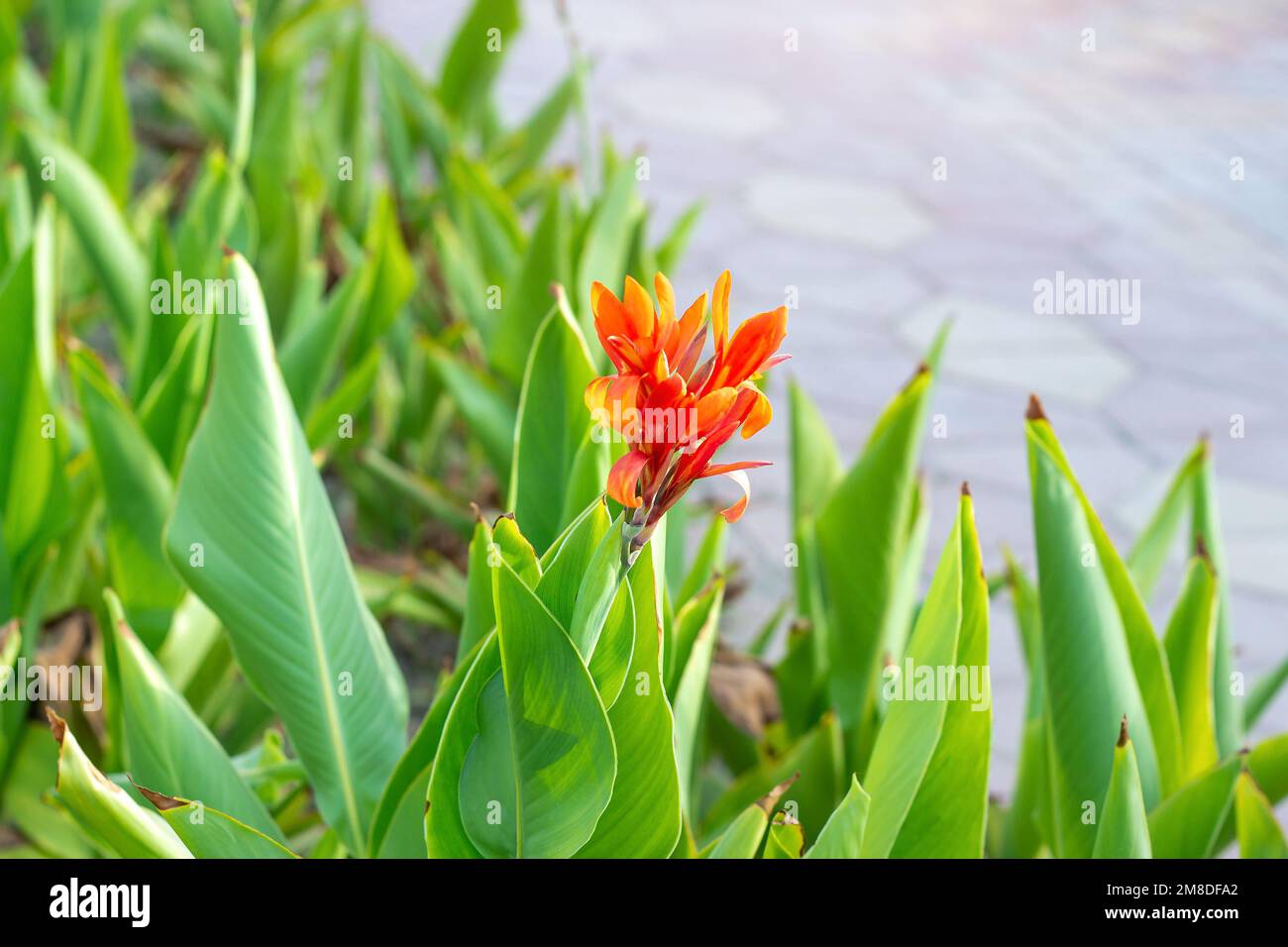 Canna Lily, rouge vif et orange, fleurit dans le jardin sur fond d'herbe verte en été. Banque D'Images