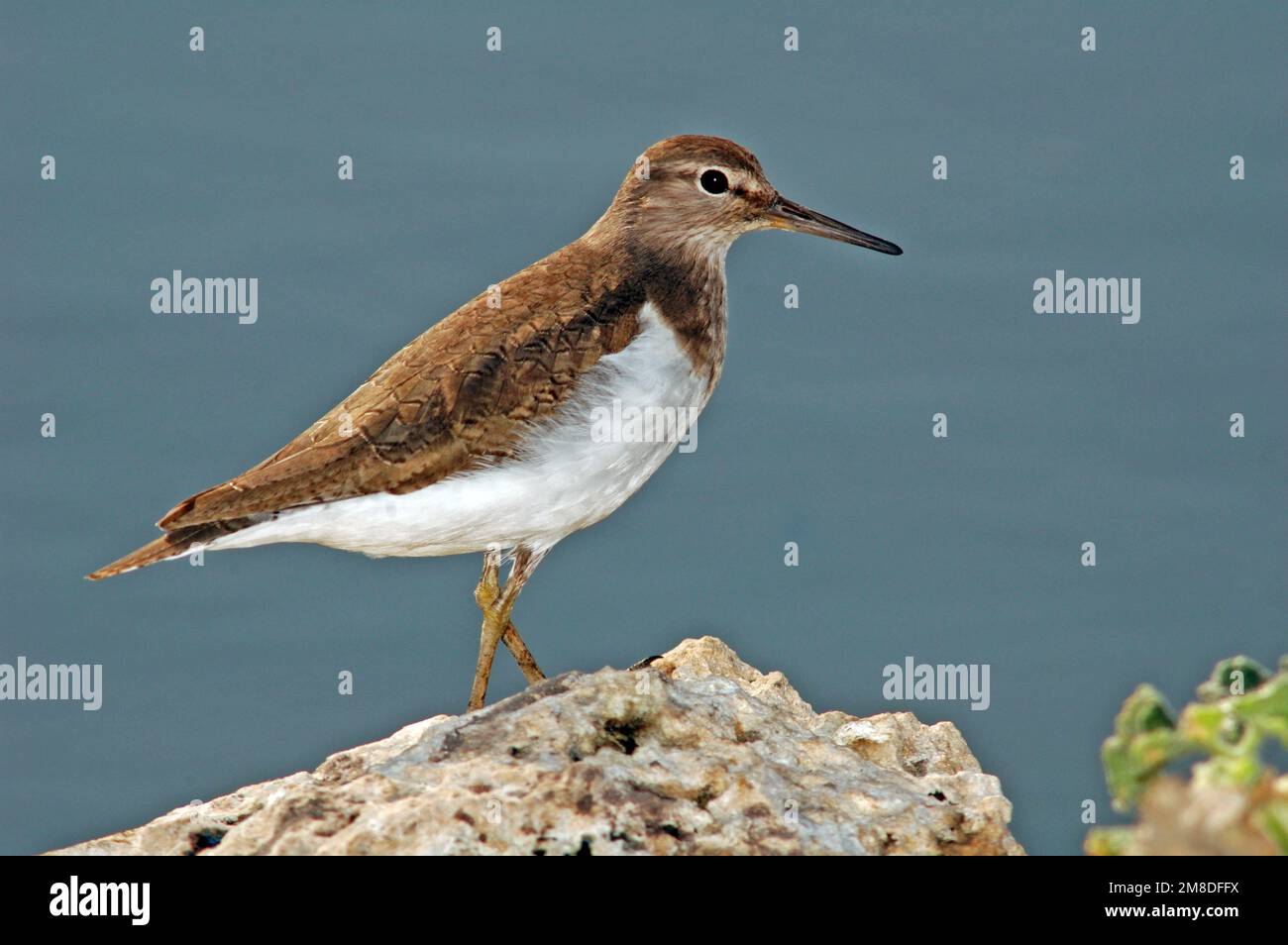 Sandpiper commun, Actitis hypoleucos Banque D'Images