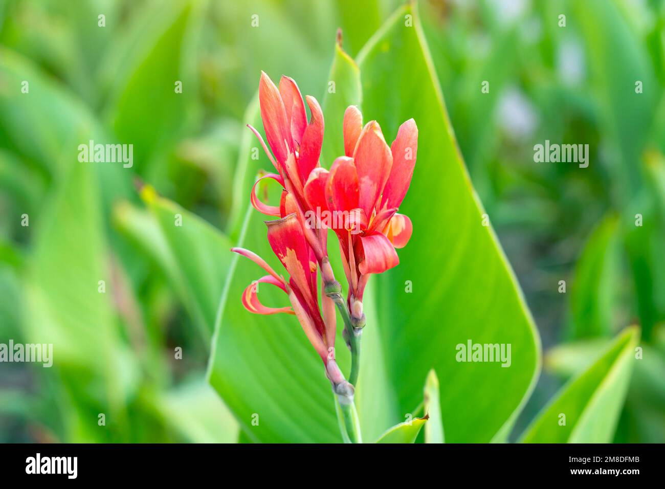 Canna Lily, rouge vif et orange, fleurit dans le jardin sur fond d'herbe verte en été. Banque D'Images