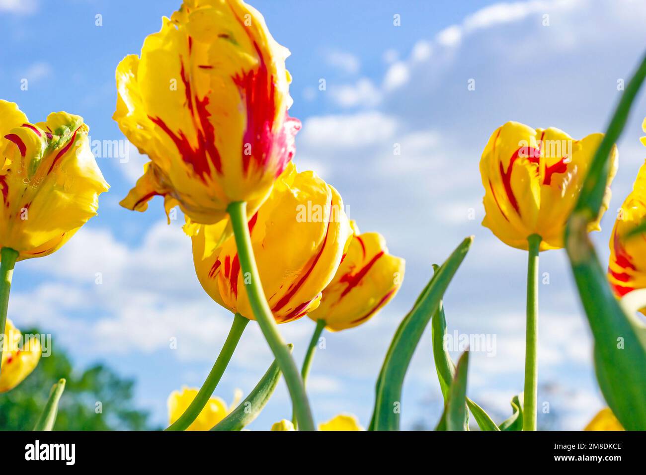 Fleurs de tulipe rouge vif, orange et jaune sur le terrain au printemps contre le ciel bleu. Banque D'Images