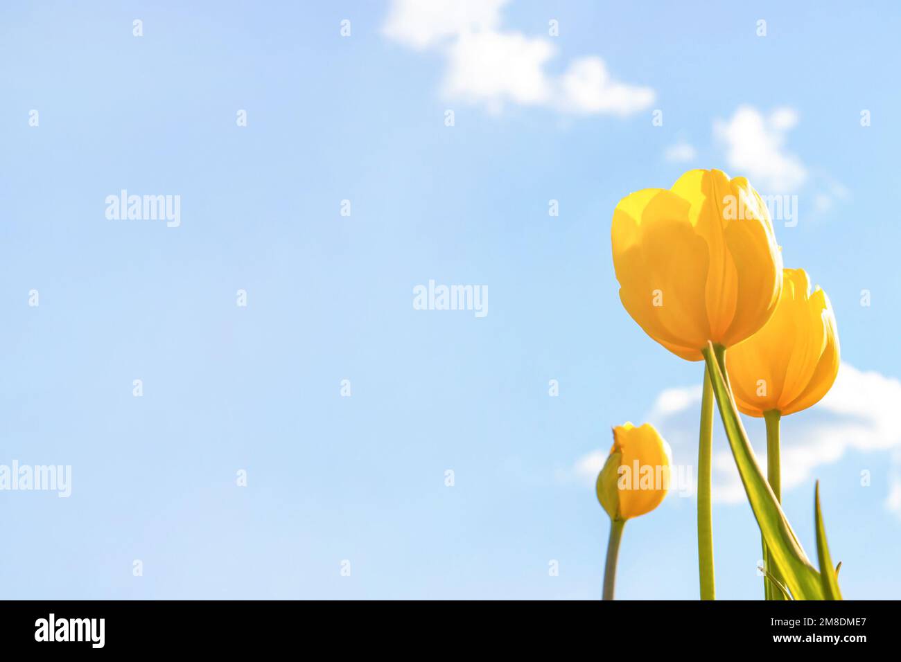 Fleurs de tulipe jaune vif sur le terrain au printemps contre le ciel bleu  avec espace de copie Photo Stock - Alamy