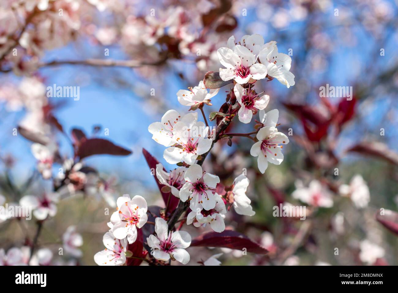 Fleurs ornementales de prune à feuilles violettes hollywoodiennes avec fleurs blanches dans le jardin au printemps. Banque D'Images