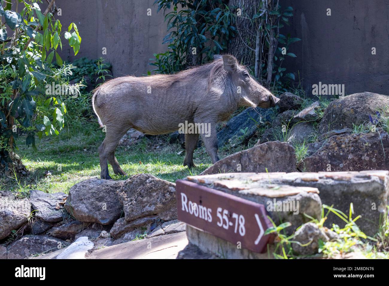 warthog, Phacochoerus africanus, pâturage dans Serena Lodge, parc national de Masai Mara, Kenya, Afrique Banque D'Images