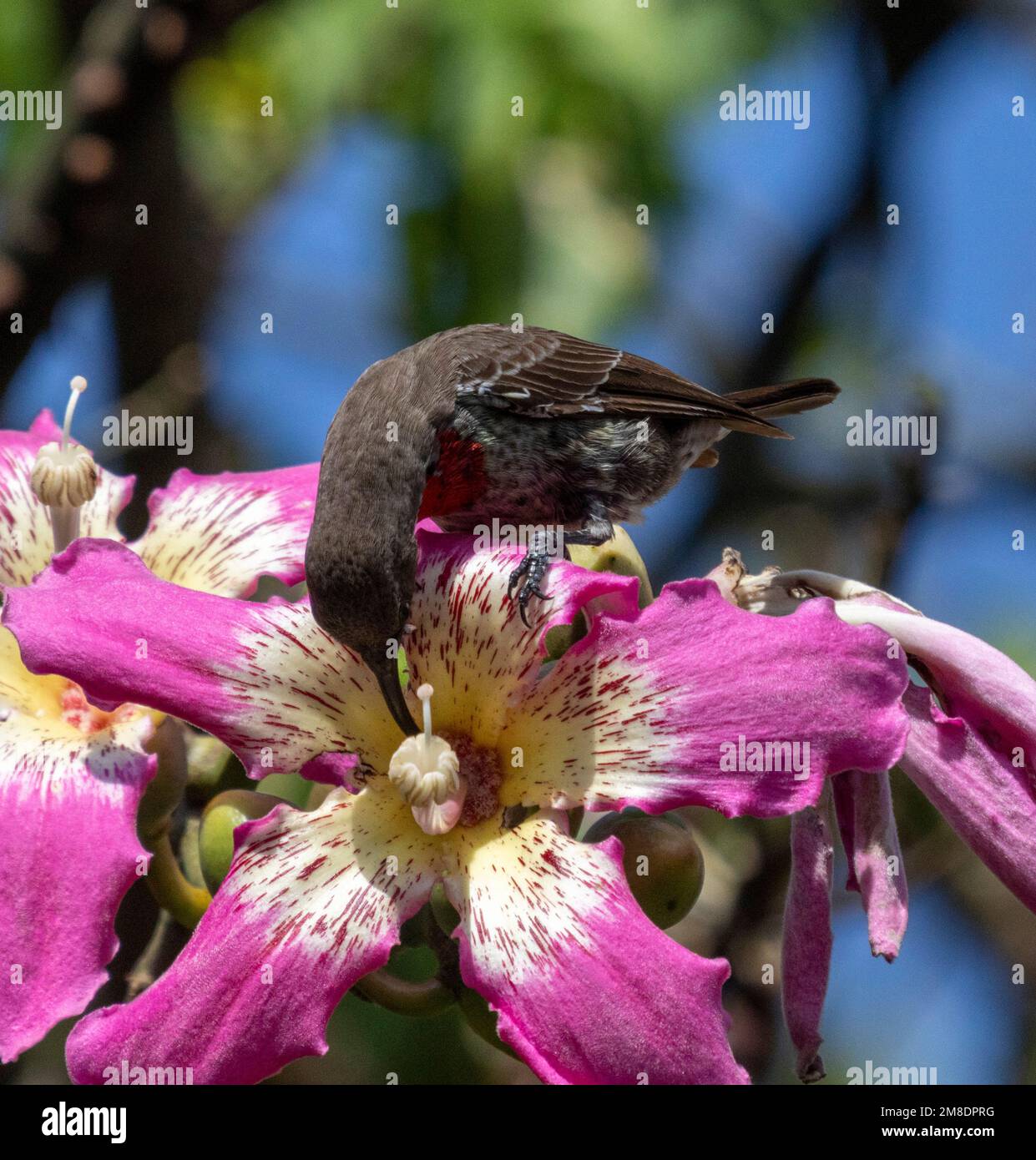 Petit oiseau de soleil caraméré Chalcomitra senegalensis, buvant du nectar de fleur, parc national de Masai Mara, Kenya. Banque D'Images