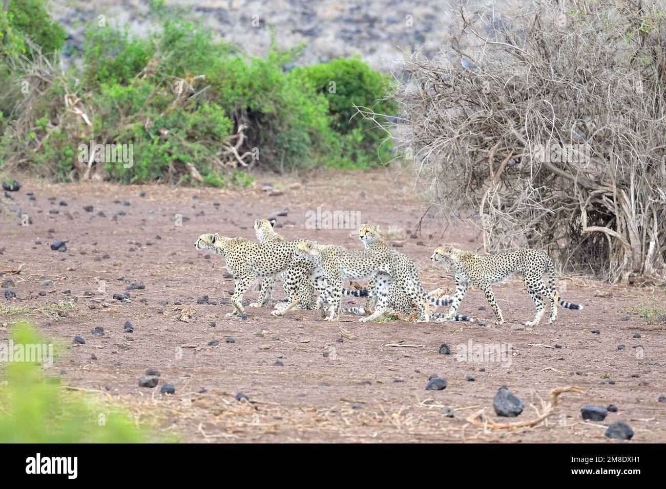 Un groupe de cinq femelles Cheetahs (mère et ses juvéniles) chasse pour les proies, Maasai Amboseli Game Reserve KE Banque D'Images