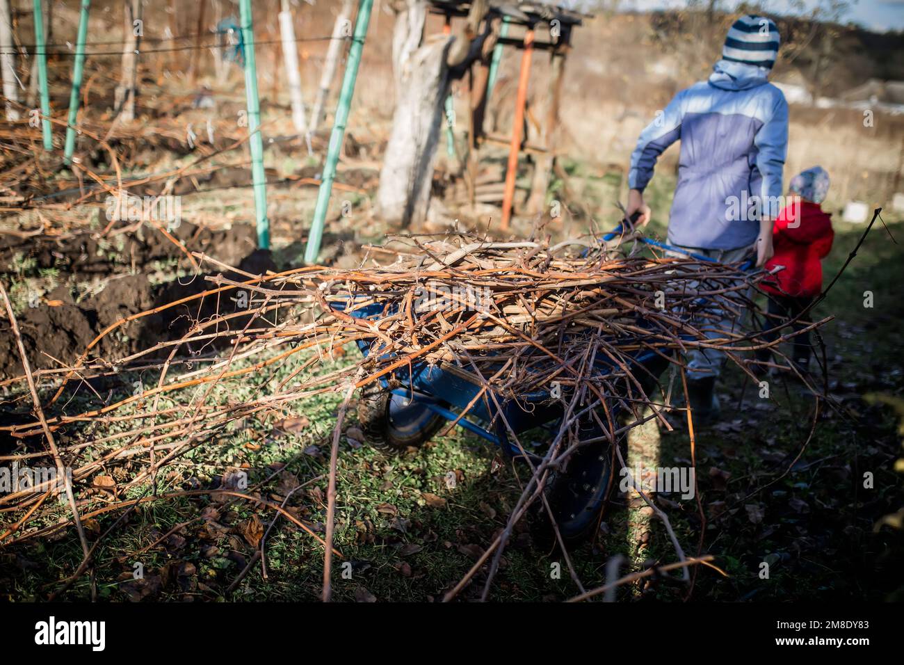 Le garçon aide sa mère au printemps à enlever la vigne de raisin pour préparer le jardin pour le travail de printemps. Un garçon porte des ordures sur une voiturette de jardin. Banque D'Images