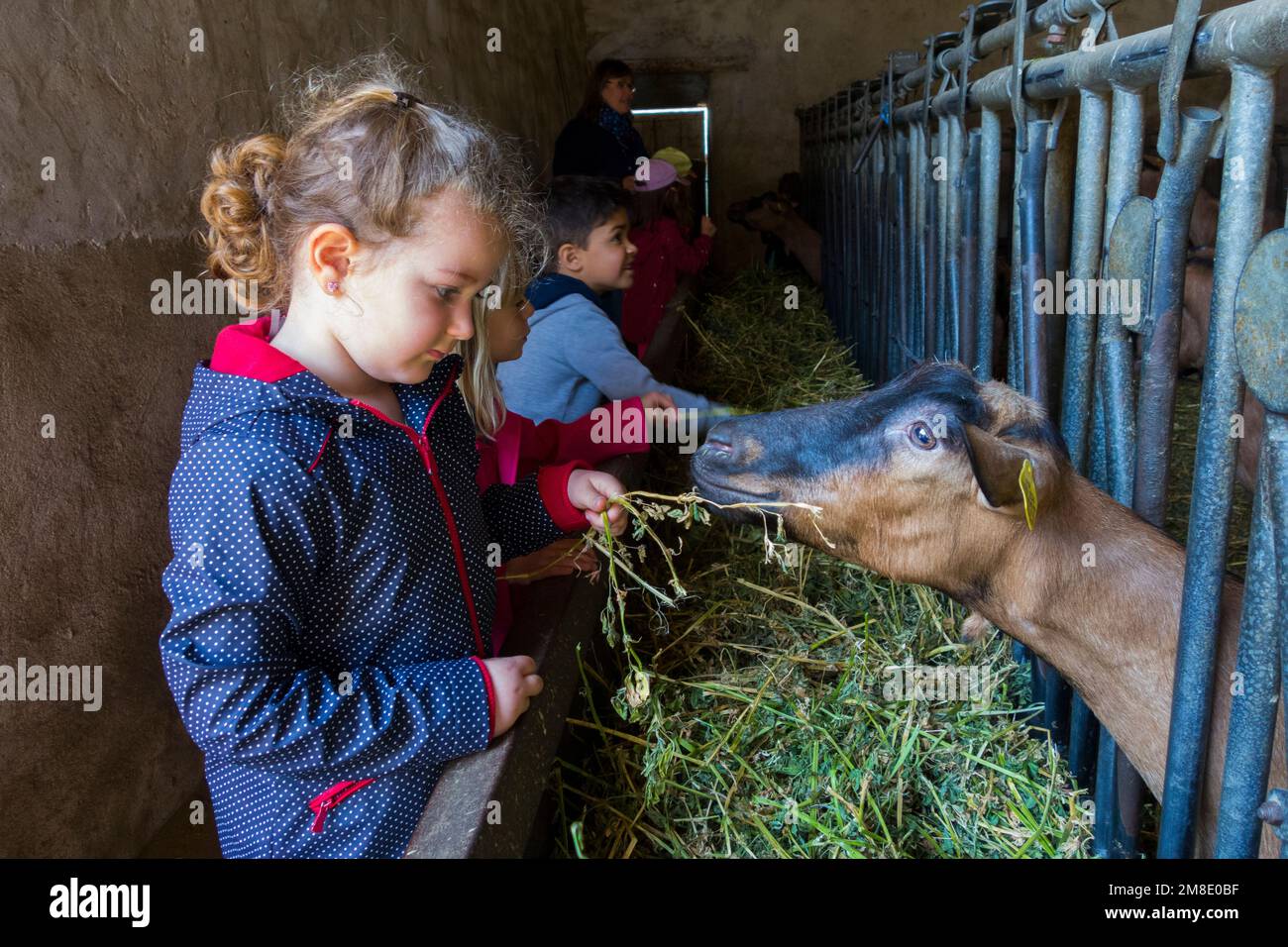 France, Eure et Loir (28), Nottonville, élevage de chèvres Chevrerie de l'Abbaye de Nottonville, visite scolaire Banque D'Images