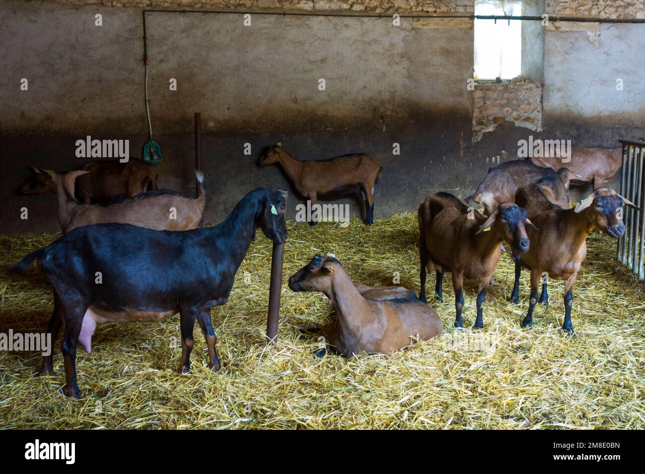 France, Eure et Loir (28), Nottonville, élevage de chèvres, Chevrerie de l'Abbaye de Nottonville Banque D'Images
