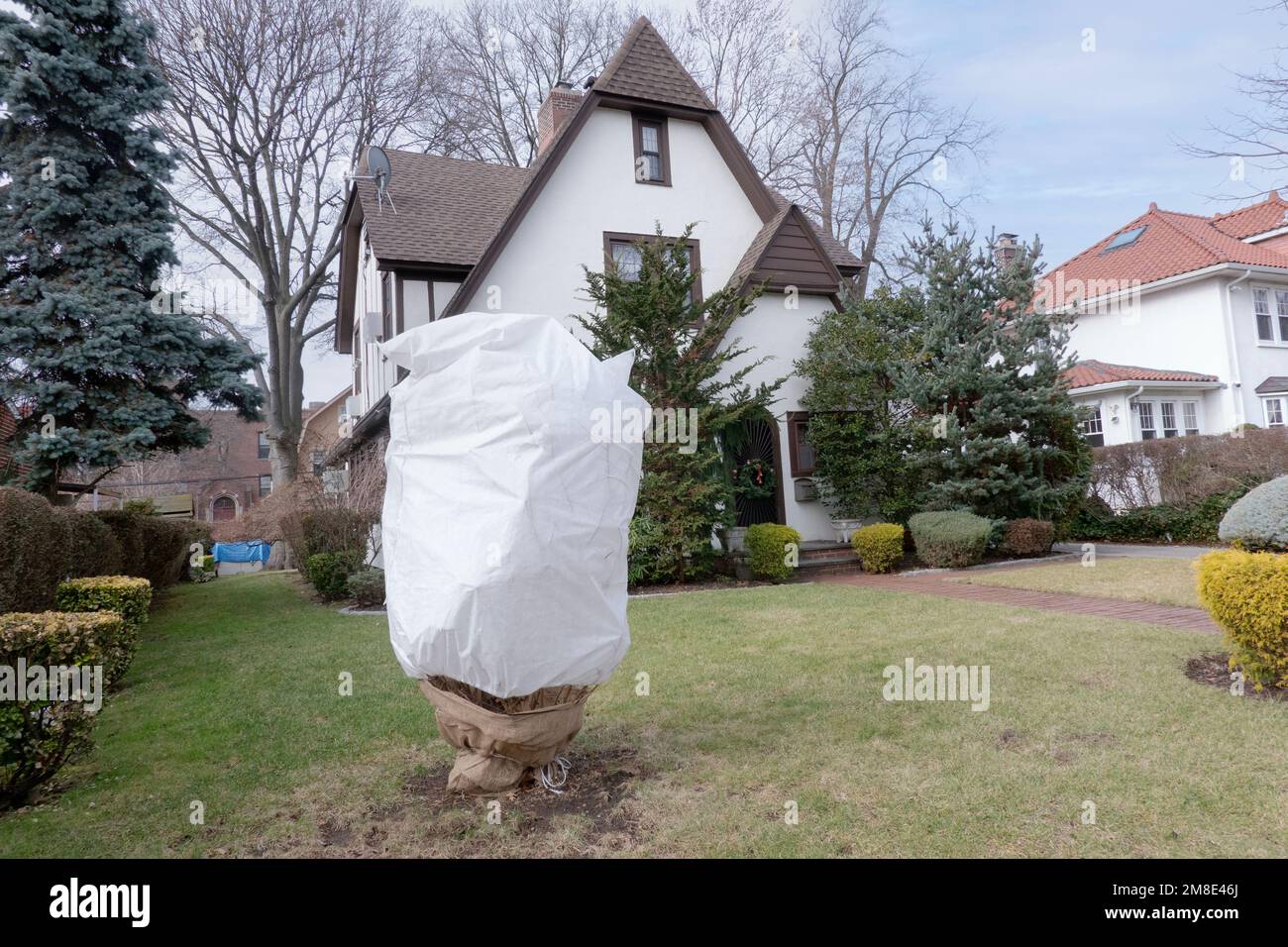 Un arbre avec un manteau d'hiver dans la cour avant d'une maison sur une rue latérale à Flushing, Queens, New York City. Banque D'Images