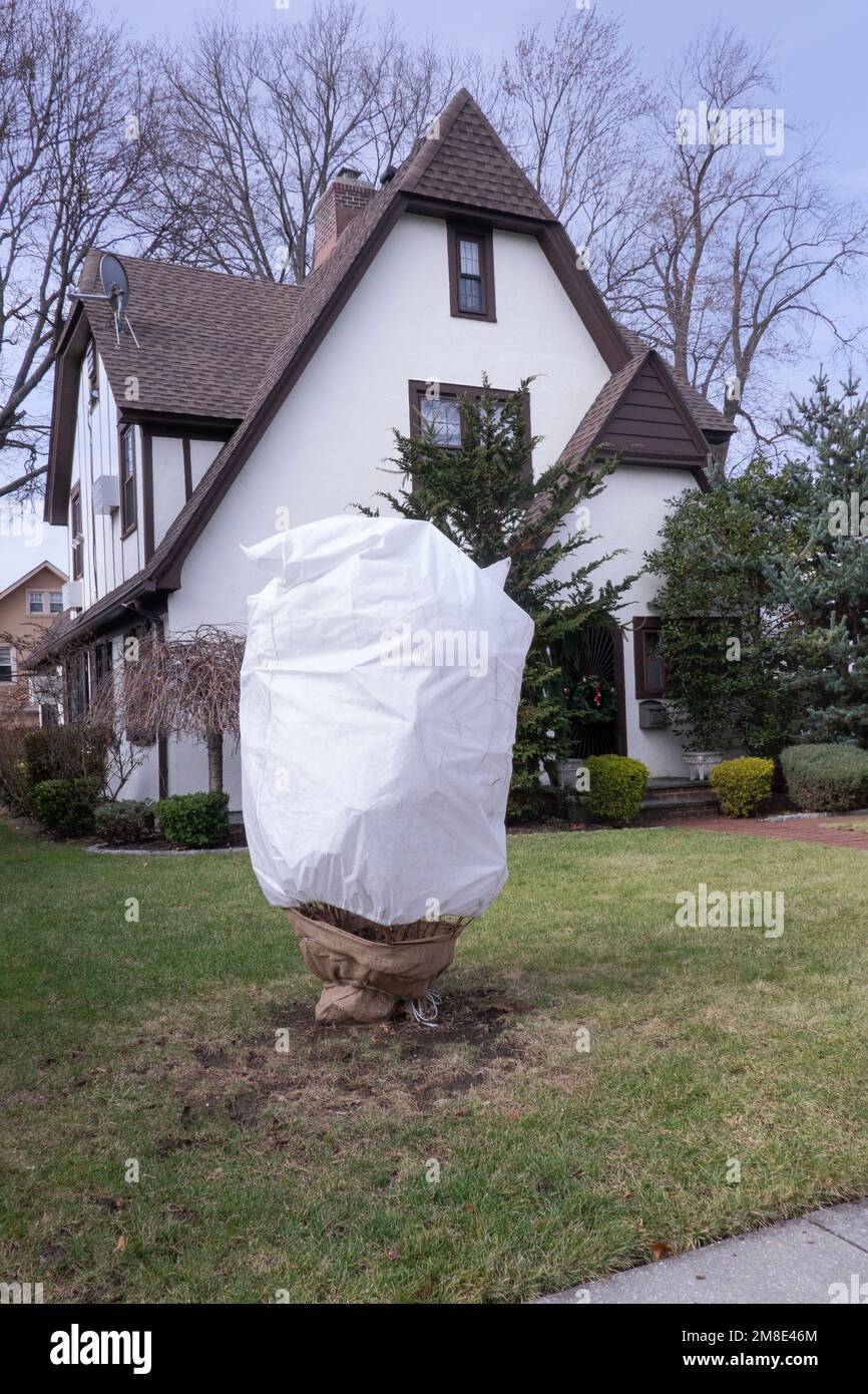 Un arbre avec un manteau d'hiver dans la cour avant d'une maison sur une rue latérale à Flushing, Queens, New York City. Banque D'Images