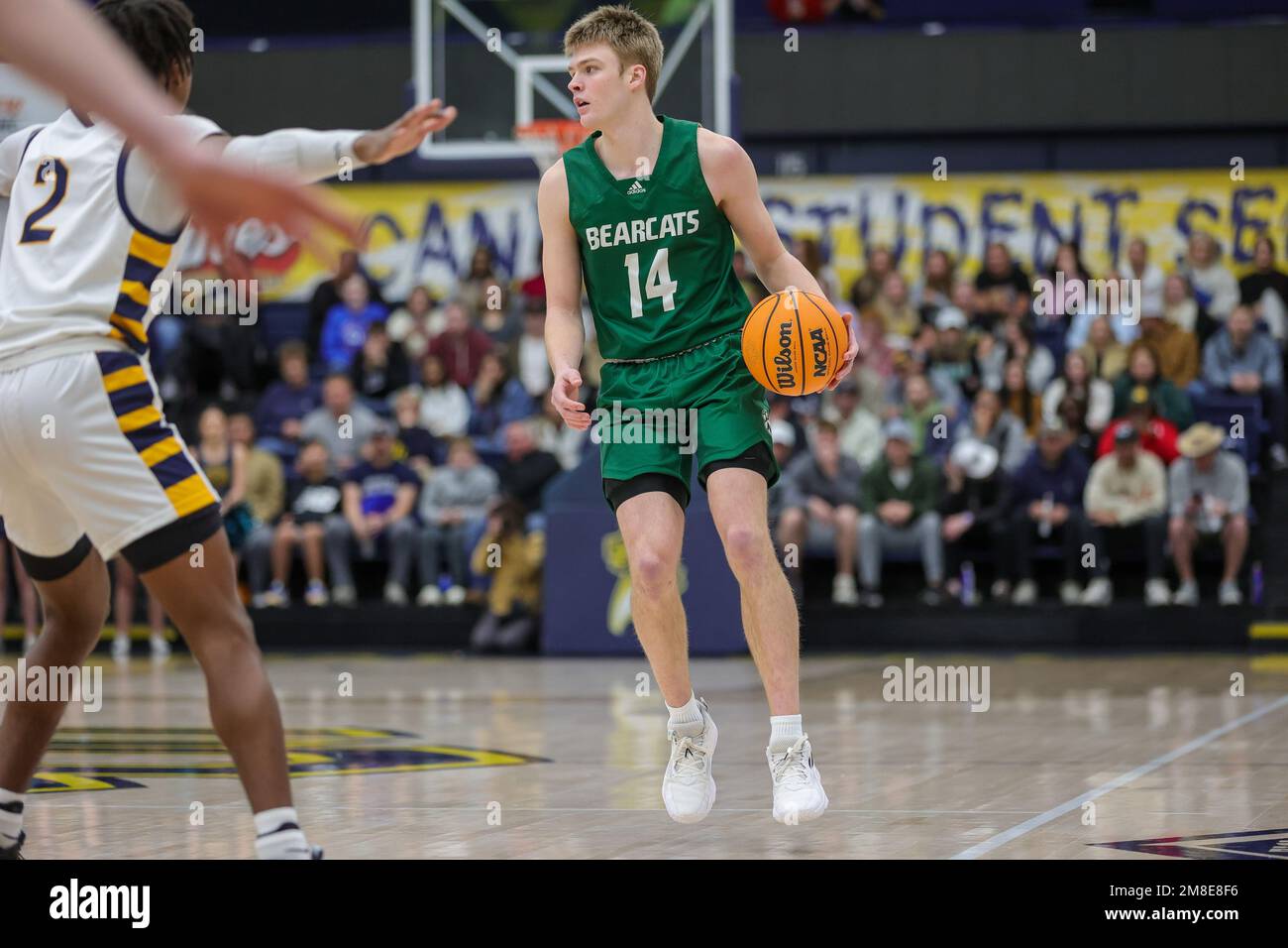 Edmond, OK, États-Unis. 12th janvier 2023. Northwest Missouri State University Bearcats Guard Bennett Stirtz (14) dribbles le basket-ball pendant le NCAA Men's basket-ball match entre le Northwest Missouri State University Bearcats et l'Université de Central Oklahoma Bronchos à Hamilton Fieldhouse à Edmond, OK. Ron Lane/CSM/Alamy Live News Banque D'Images