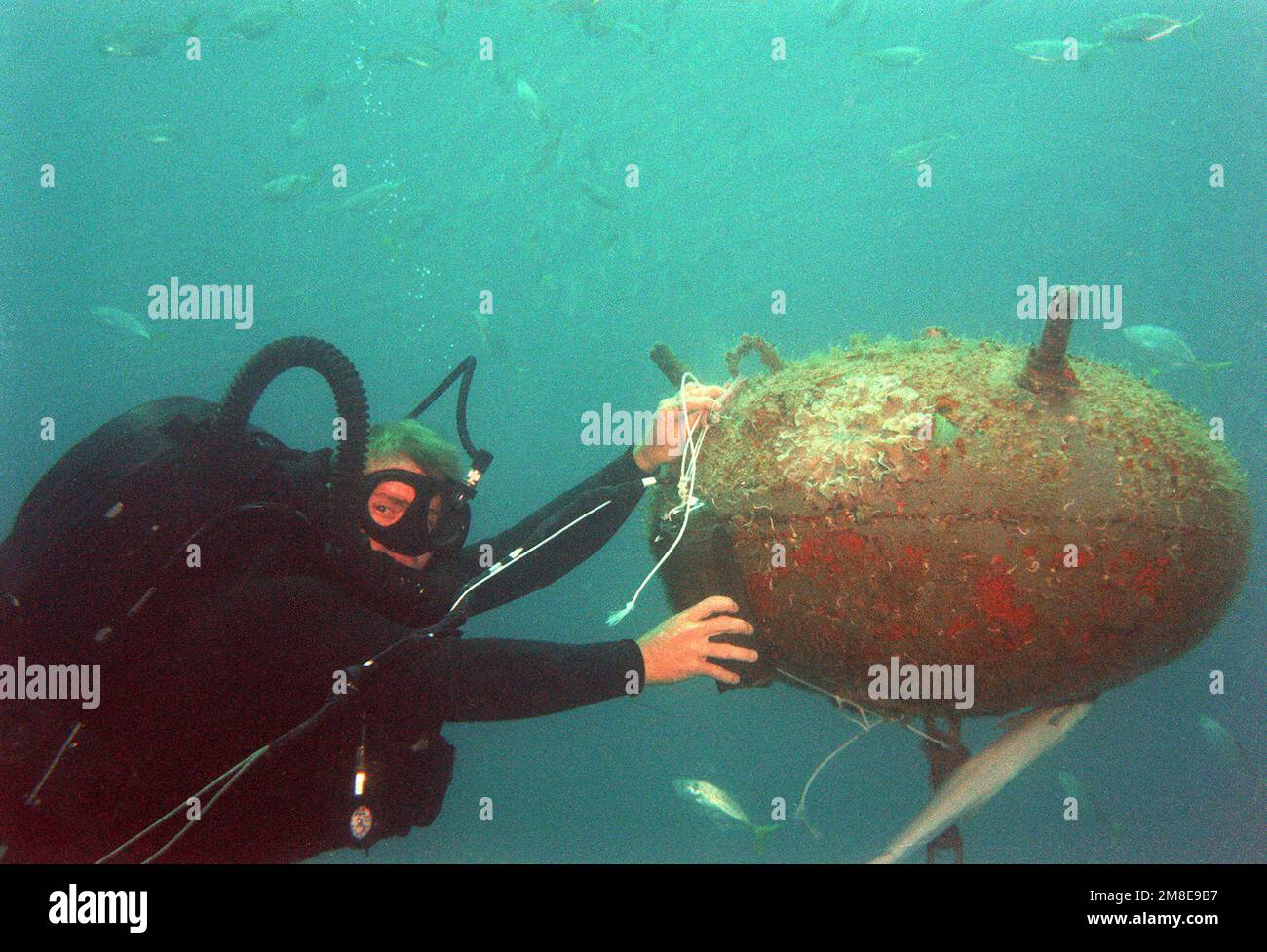 Un plongeur du détachement B, unité mobile d'élimination des explosifs d'artillerie (EOD) 6, attache une charge explosive sur le côté d'une mine iraquienne. En travaillant avec les États-Unis Groupe des contre-mesures concernant les mines, les plongeurs du détachement B ont récupéré ou détruit 40 mines iraquiennes dans les ports du golfe Persique et du Koweït. Pays : inconnu Banque D'Images