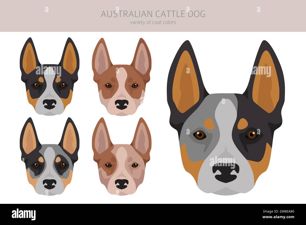 Chien de bétail australien toutes les couleurs clipart. Différentes couleurs de pelage et poses. Illustration vectorielle Illustration de Vecteur