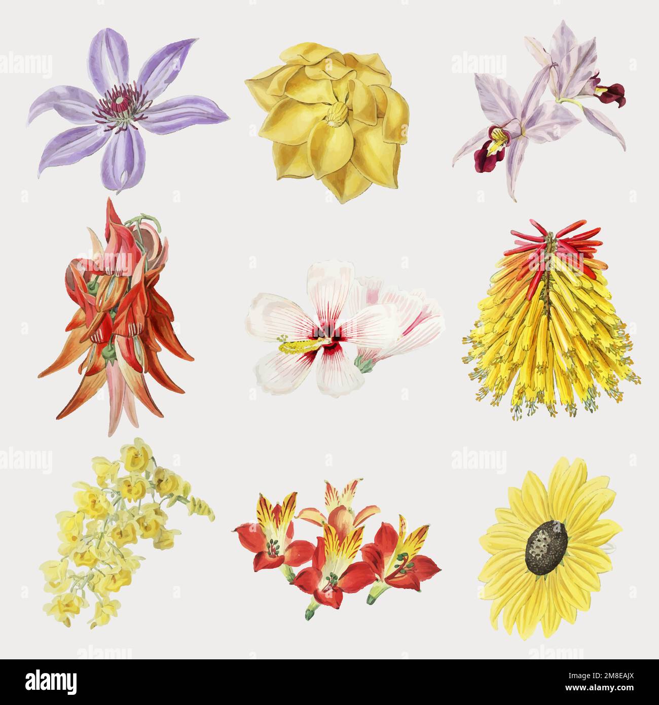 Ensemble de fleurs colorées dessinées à la main Illustration de Vecteur