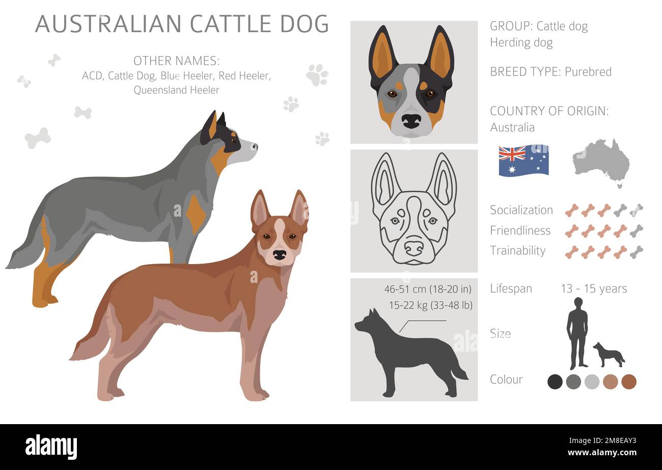 Chien de bétail australien toutes les couleurs clipart. Différentes couleurs de pelage et poses. Illustration vectorielle Illustration de Vecteur