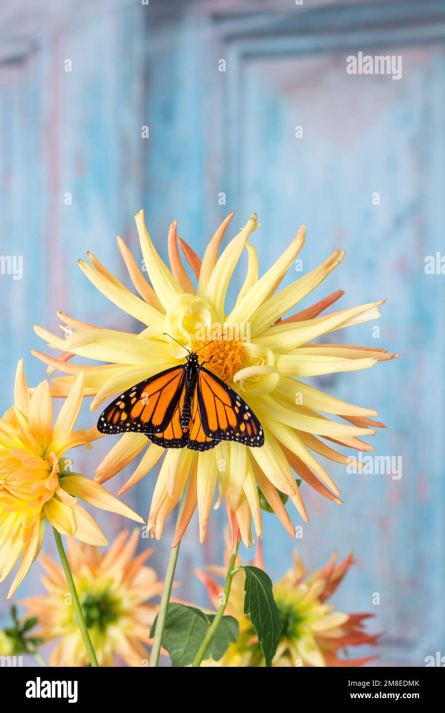 Un papillon monarque (danaus plexippus) sur une étoile dahlia (pinnata) fleur avec ailes étalées Banque D'Images