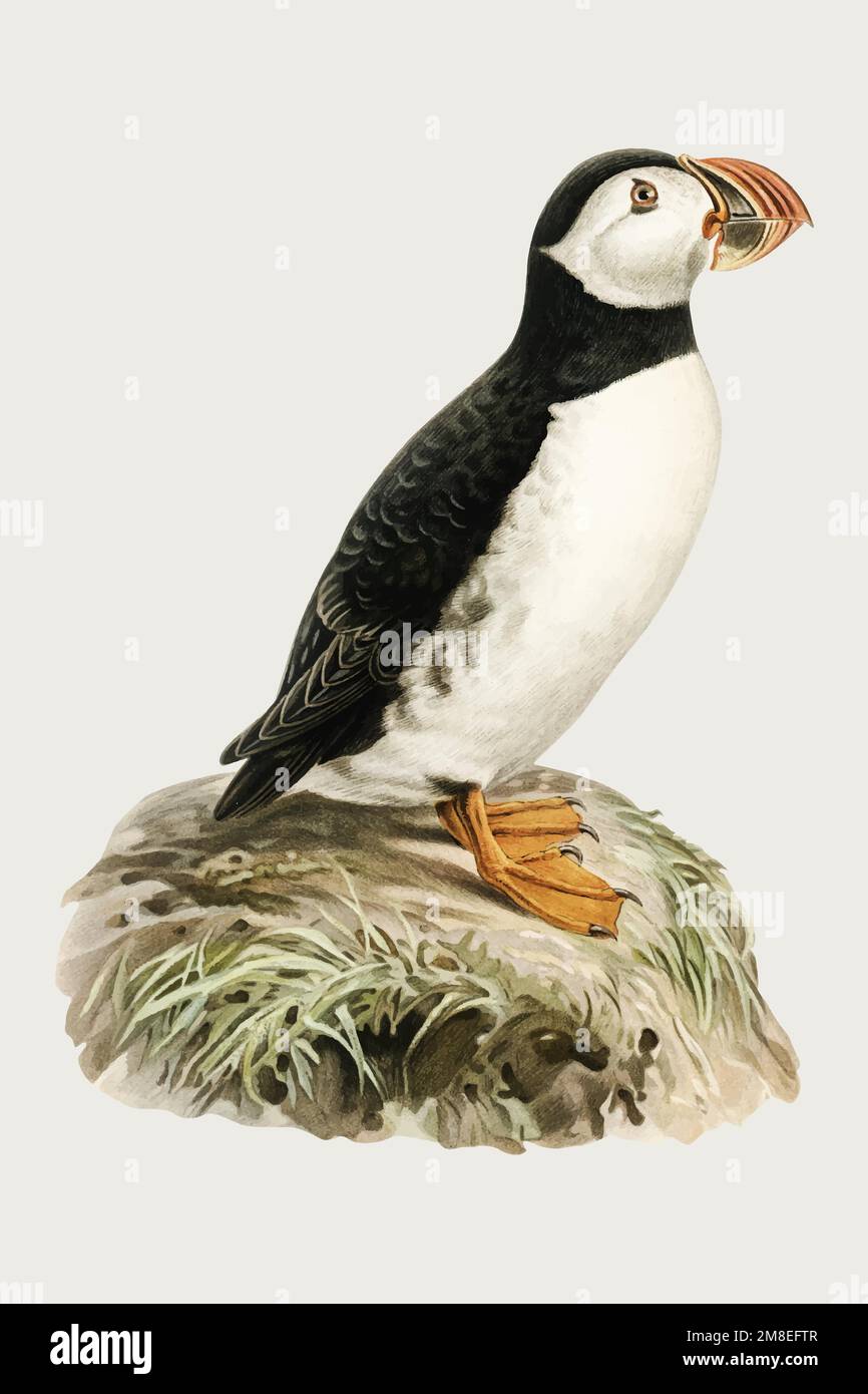 Oiseau d'atlant vectoriel dessiné à la main Illustration de Vecteur