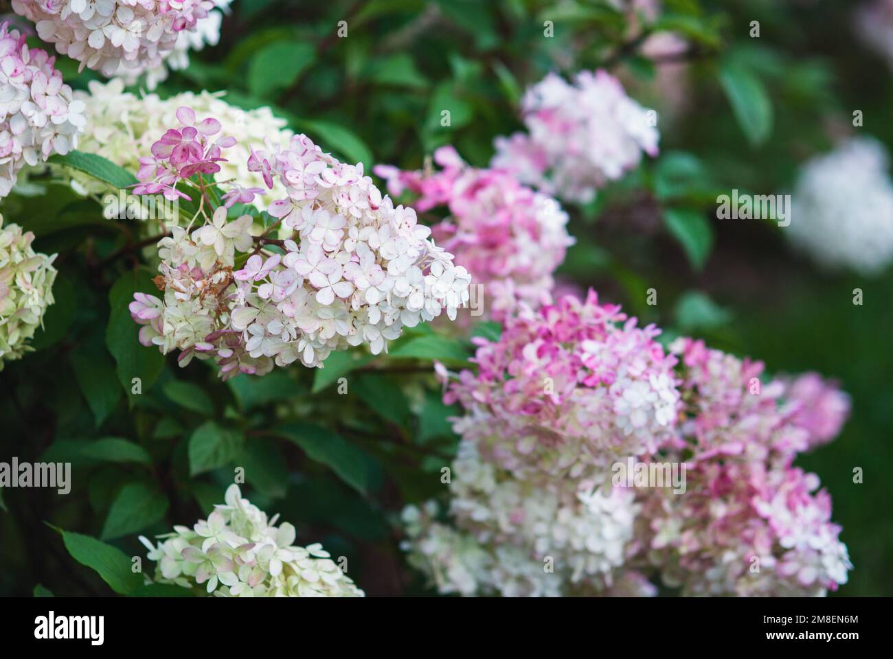 Hydrangea Vanille Faise fleurit avec des fleurs roses et blanches dans le jardin d'été Banque D'Images