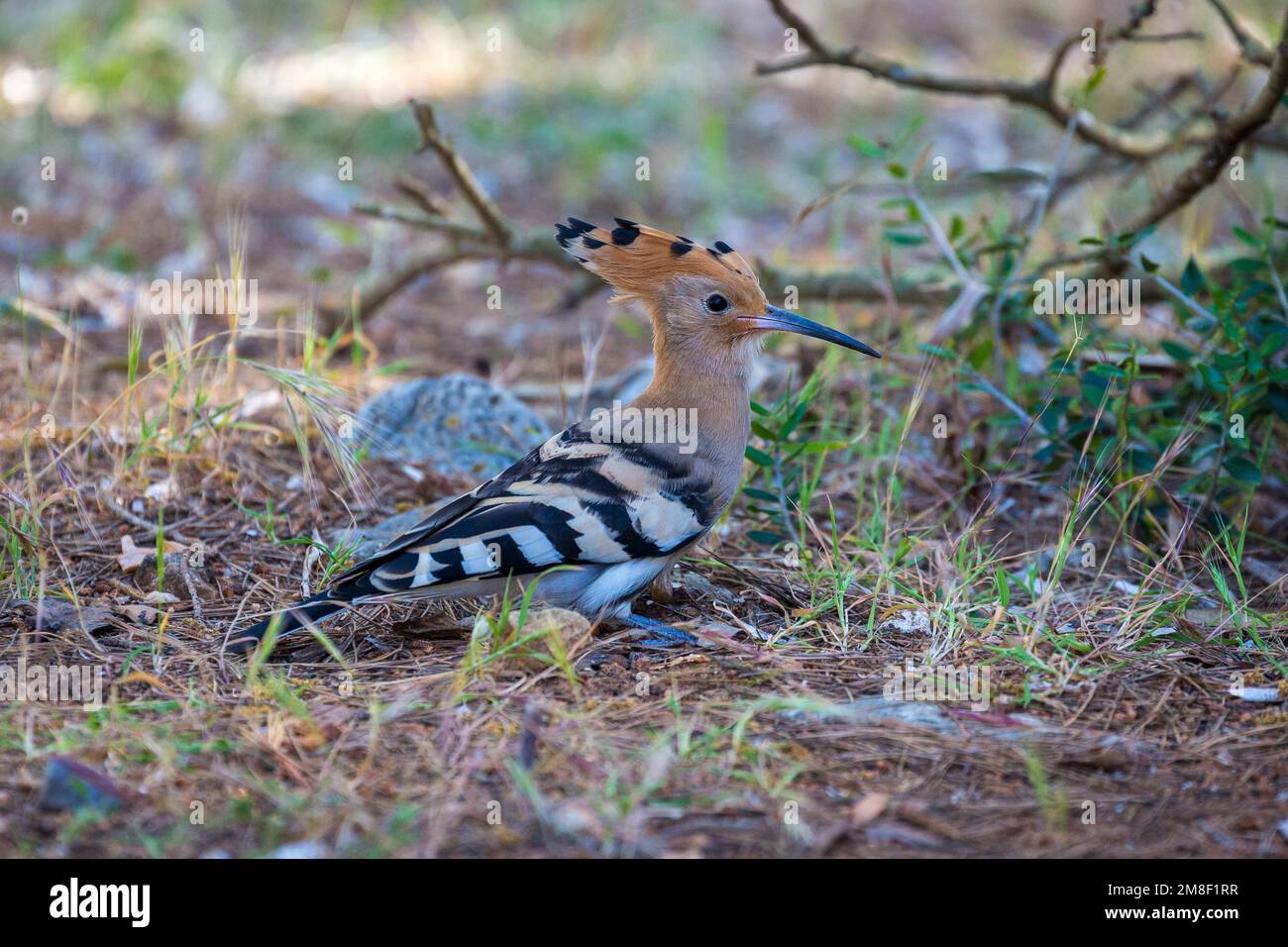 Hoopoe (Upupa epops) sur fond de forêt, Alcudia, Majorque, Espagne Banque D'Images