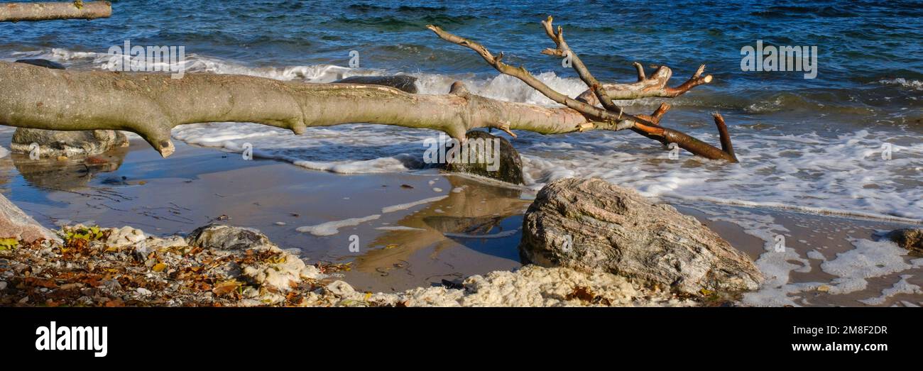 Tronc d'arbre tombé sur la côte de la mer Baltique, Schleswig-Holstein, Allemagne Banque D'Images