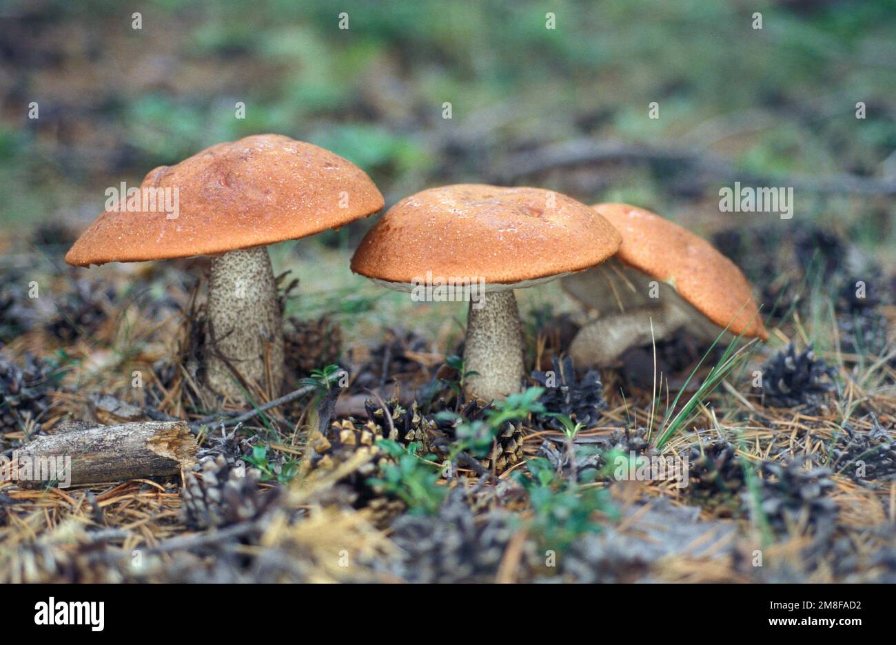 Une famille de boletus à chapeau orange. Film de diapositives numérisé par Nikon 4000 ED Banque D'Images