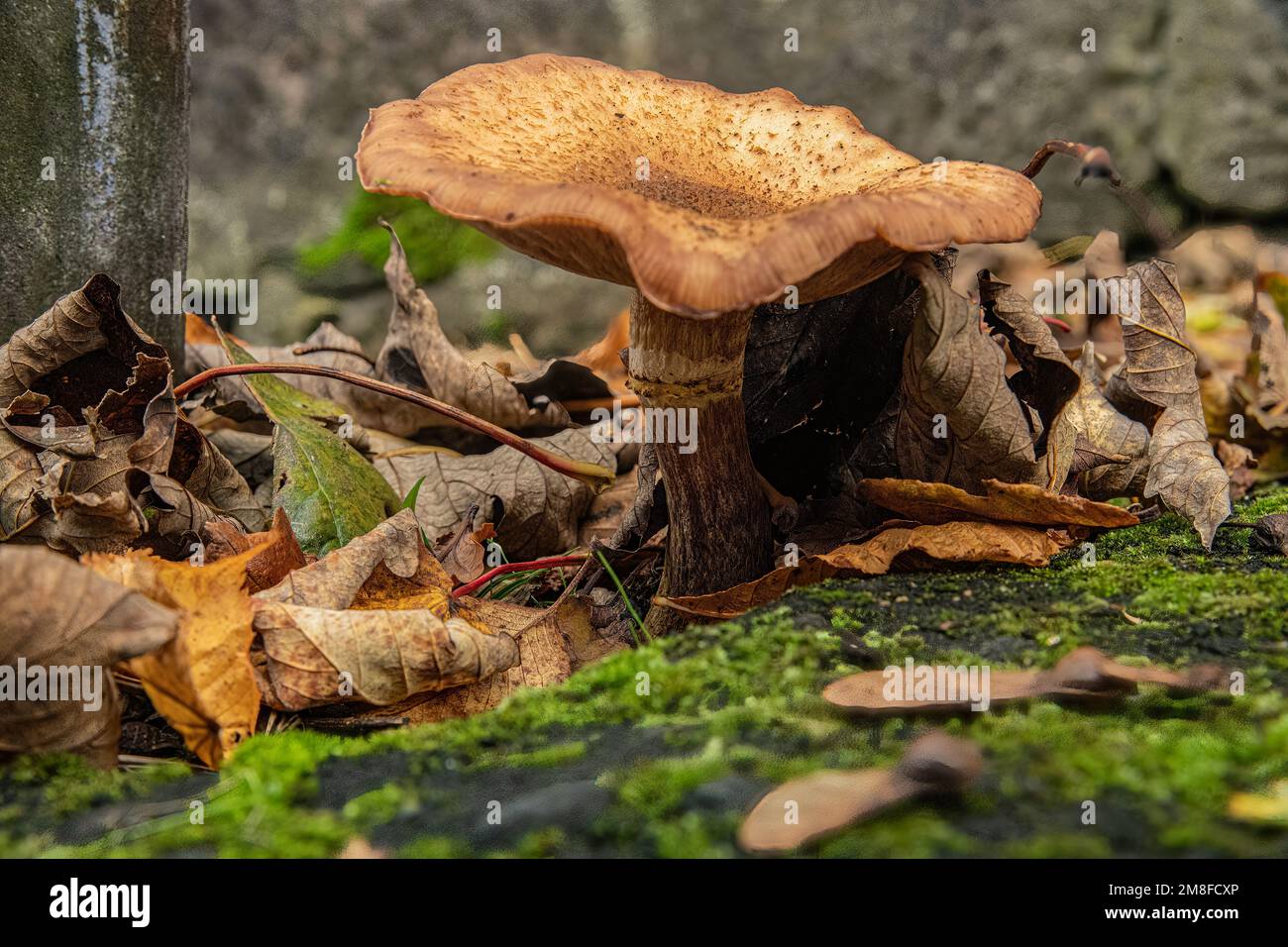 Un gros plan d'un champignon trouvé poussant à l'intérieur d'une forêt Banque D'Images