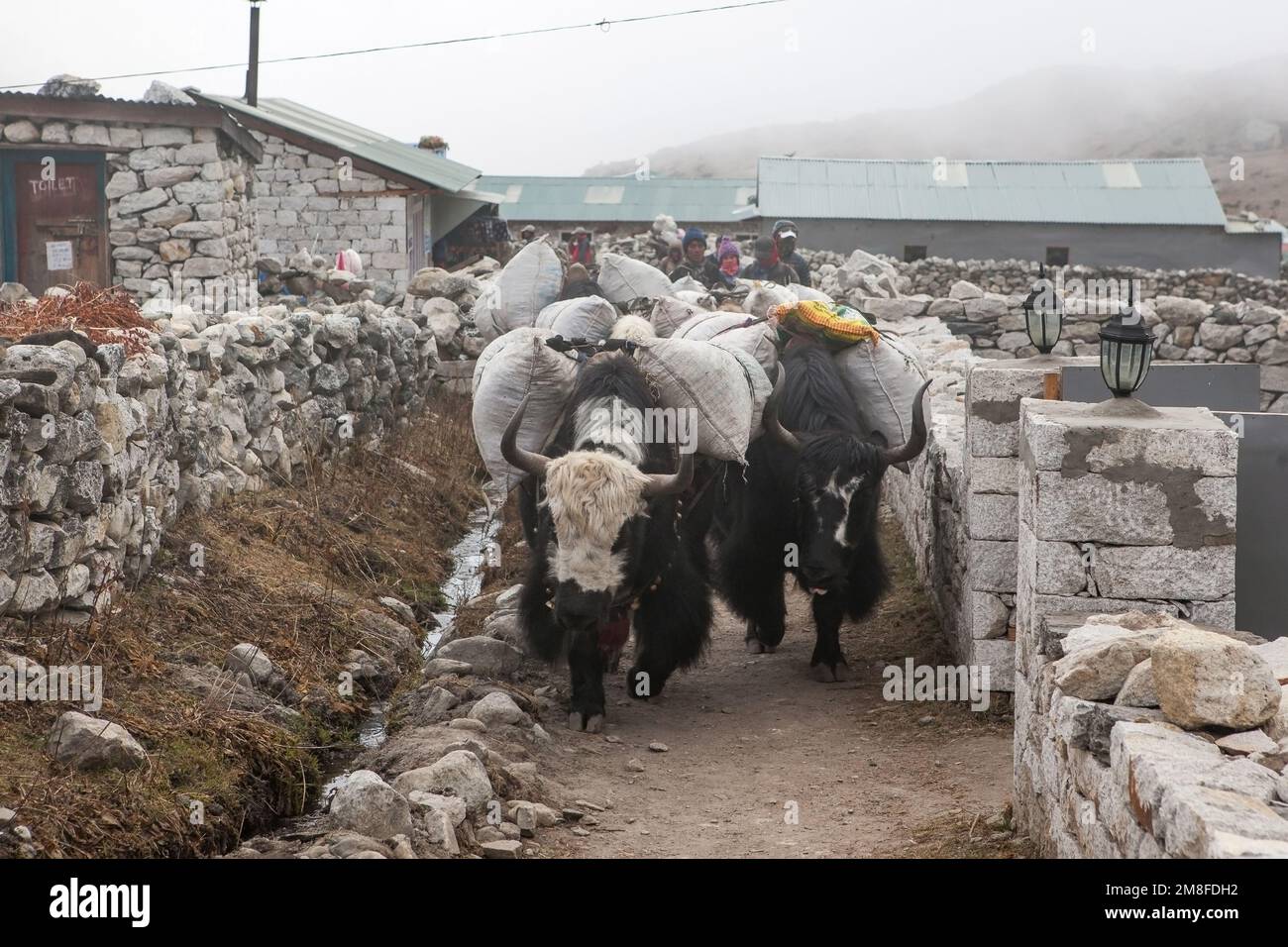 CAMP DE BASE DE L'EVEREST TREK/NÉPAL - 22 OCTOBRE 2015 : groupe de yaks népalais noirs transportant leur lourde charge dans un village himalayen isolé. Banque D'Images