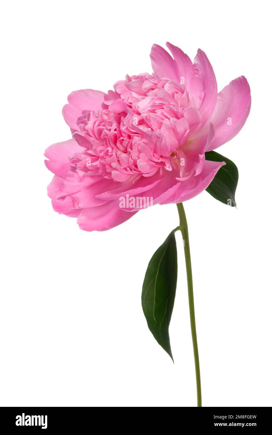 Fleur de pivoine (Paeonia suffruticosa) isolée sur blanc Banque D'Images