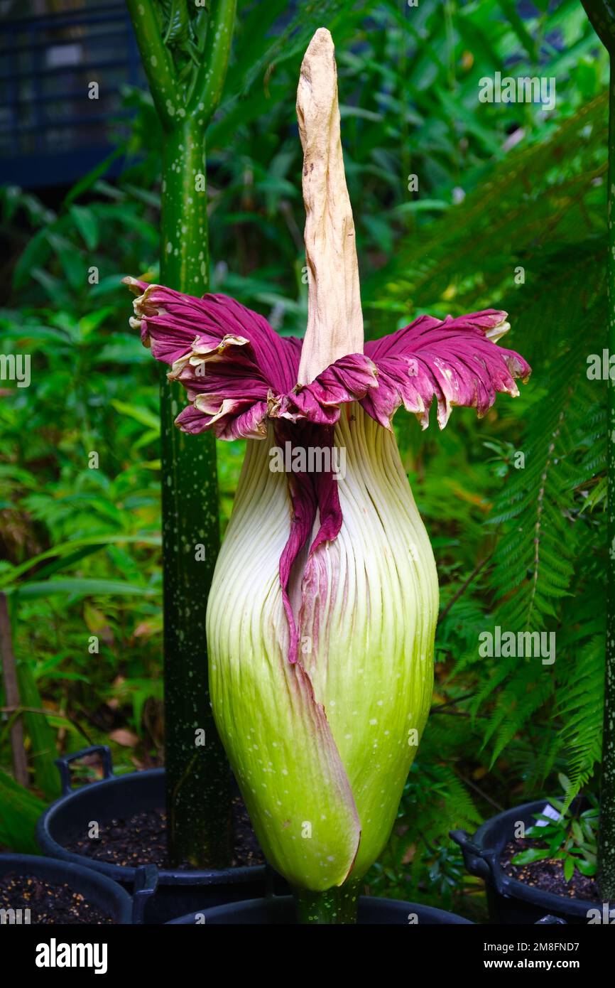 Un Titan Arum également connu sous le nom de fleur de cadavre dans une floraison rare en janvier 2023 dans les jardins botaniques d'Adélaïde en Australie. Banque D'Images