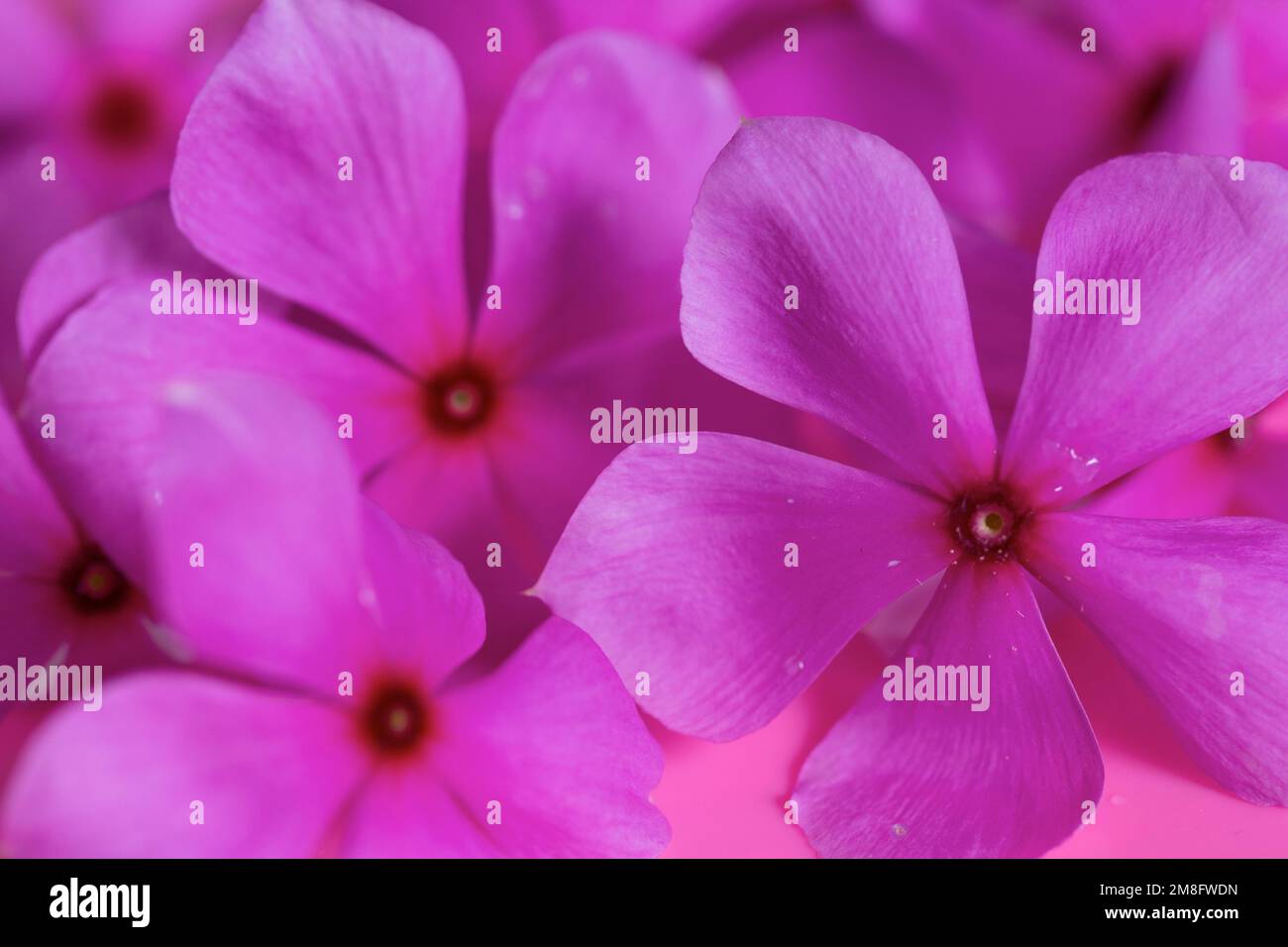 photographie de fleurs violettes