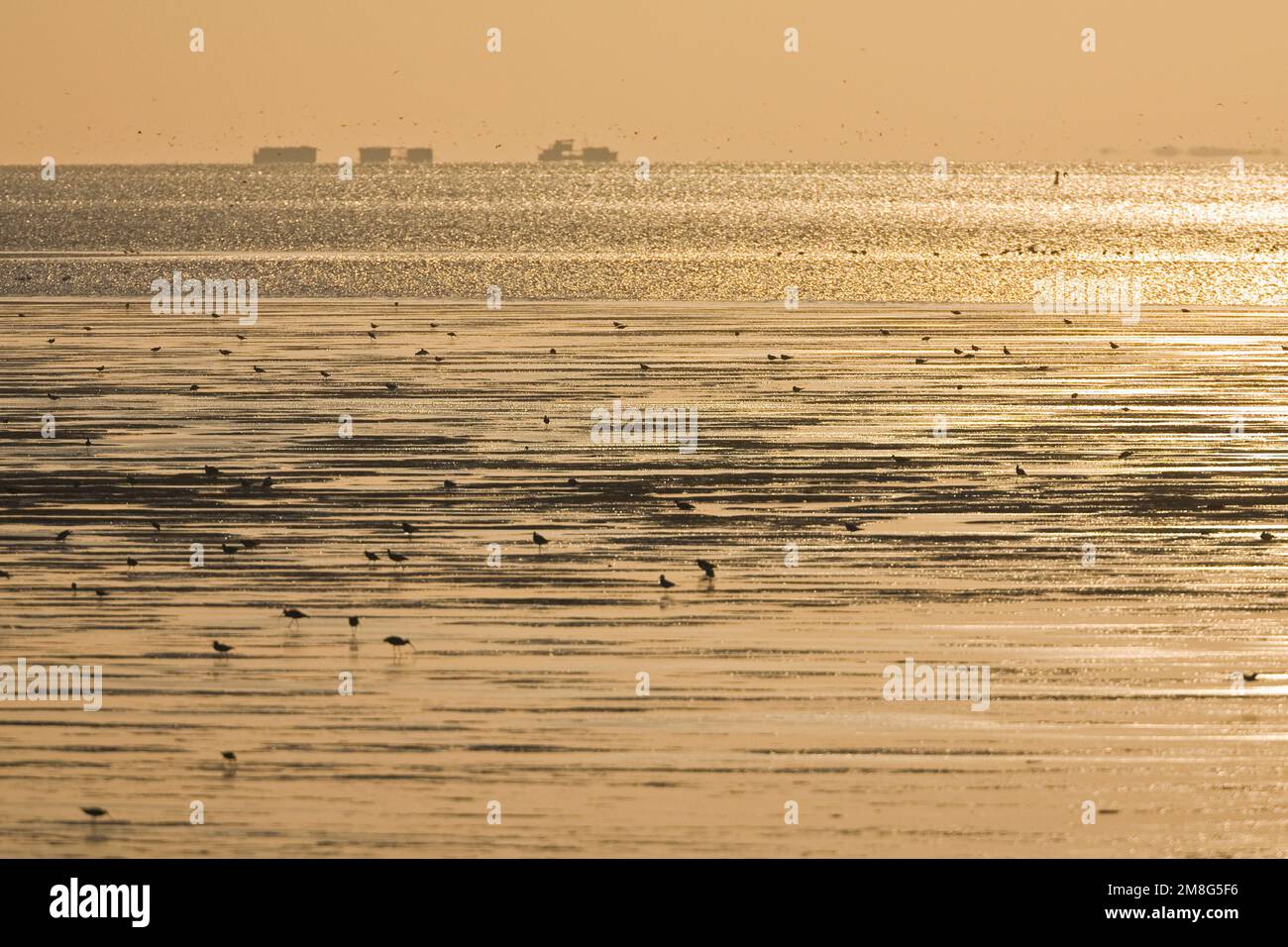 Silhouettes d'oiseaux à la recherche de nourriture au coucher du soleil sur la mer des Wadden Banque D'Images