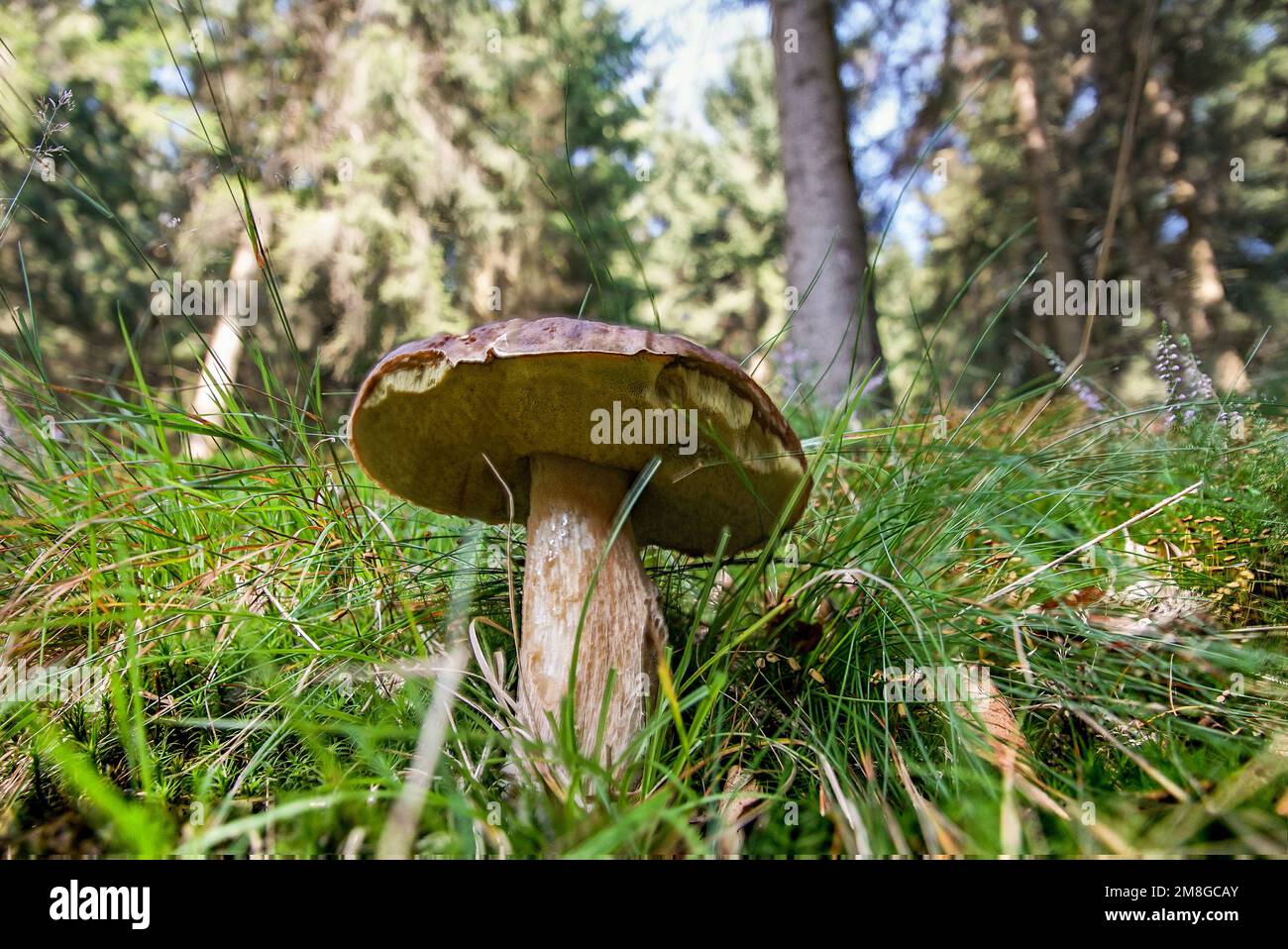 Einzelner Pilz im gras mit Waldhintergrund Banque D'Images