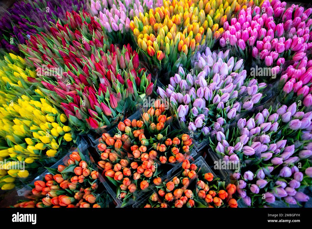 Oldenburg, Allemagne. 14th janvier 2023. De nombreux tulipes de différentes couleurs sont en vente dans un stand au marché hebdomadaire dans le centre-ville. La saison des tulipes des pays-Bas s'étend de décembre à mai, et pendant les mois d'hiver, les tulipes poussent dans des serres. Credit: Hauke-Christian Dittrich/dpa/Alay Live News Banque D'Images