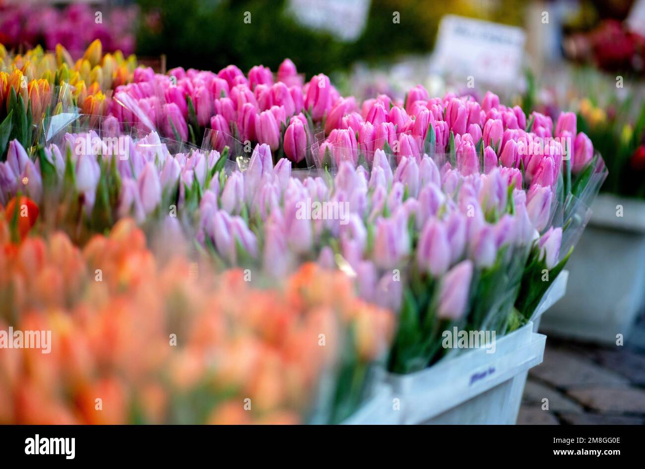 Oldenburg, Allemagne. 14th janvier 2023. De nombreux tulipes de différentes couleurs sont en vente dans un stand au marché hebdomadaire dans le centre-ville. La saison des tulipes des pays-Bas s'étend de décembre à mai, et pendant les mois d'hiver, les tulipes poussent dans des serres. Credit: Hauke-Christian Dittrich/dpa/Alay Live News Banque D'Images