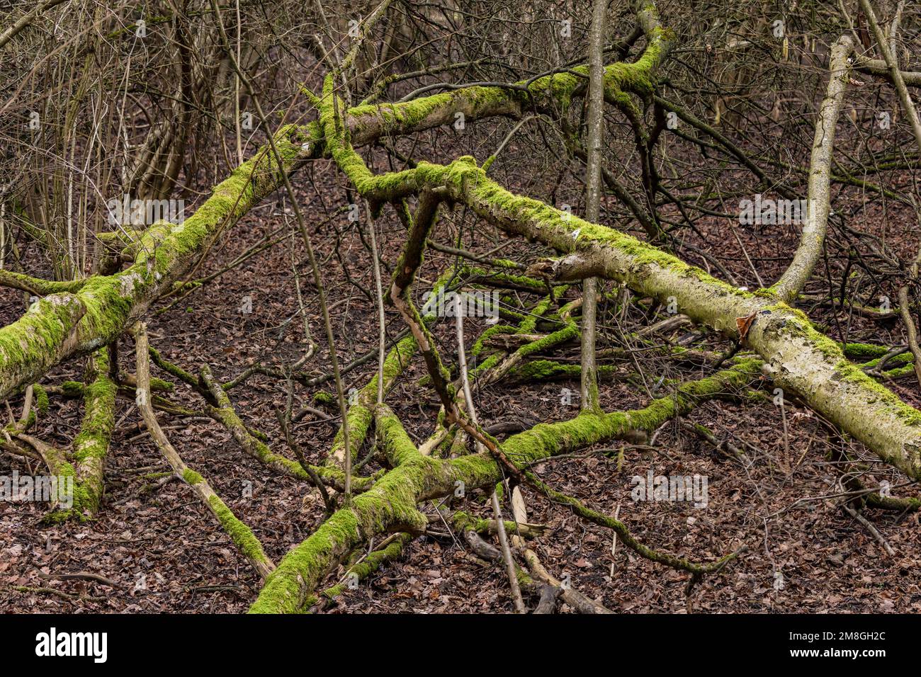 Image de superposition de mise au point de branches surcultivées avec de la mousse d'un arbre dans la forêt en hiver, en Allemagne Banque D'Images