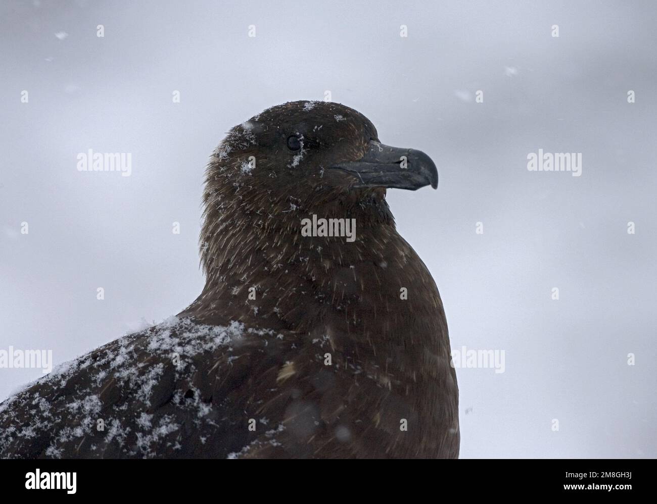 Skua subantarctique close-up ; Subantarctische Grote Jager portret Banque D'Images