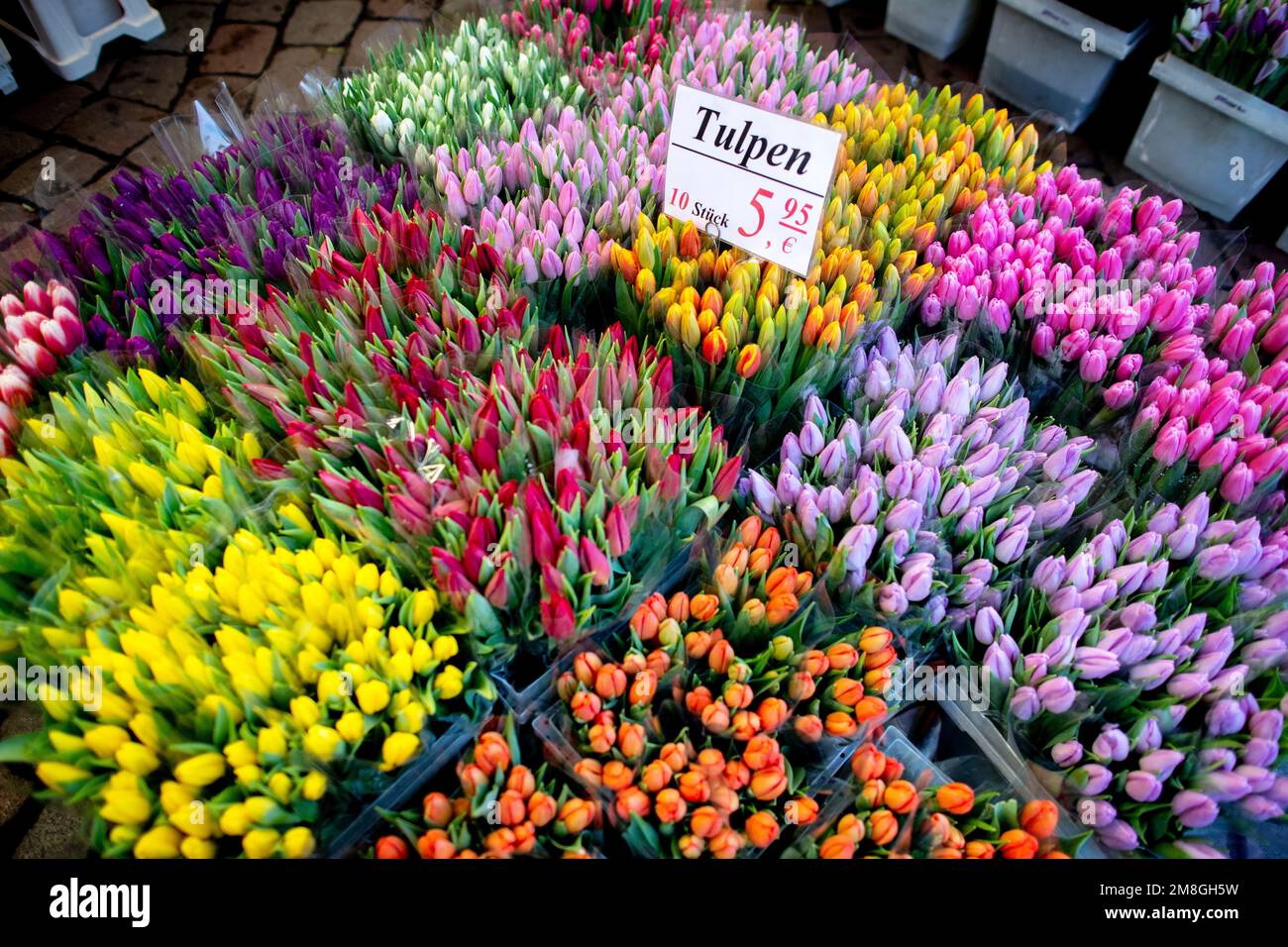 Oldenburg, Allemagne. 14th janvier 2023. De nombreux tulipes de différentes couleurs sont en vente dans un stand au marché hebdomadaire dans le centre-ville. La saison des tulipes des pays-Bas s'étend de décembre à mai, et pendant les mois d'hiver, les tulipes poussent dans des serres. Credit: Hauke-Christian Dittrich/dpa/Alay Live News Banque D'Images