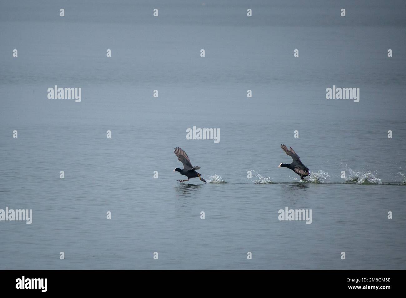 Un coot eurasien vole et éclabousse de l'eau sur les eaux du barrage d'Ujani au sanctuaire d'oiseaux de Bhigwan en Inde Banque D'Images