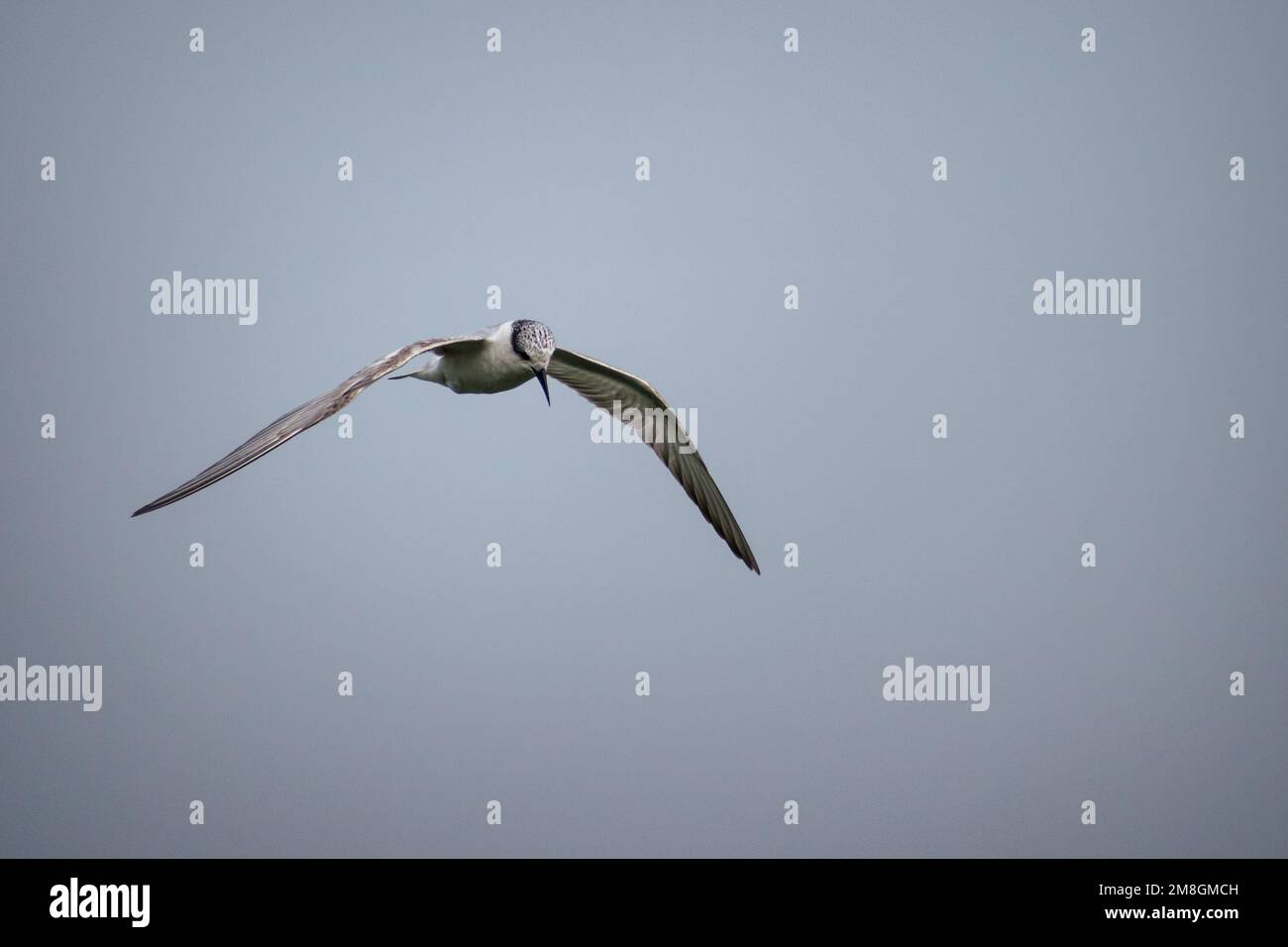 Une Sterne de Whiskered volant contre un fond de ciel bleu clair au sanctuaire d'oiseaux de Bhigwan en Inde Banque D'Images