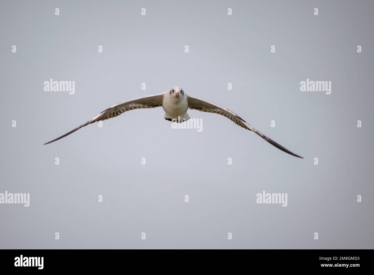 Un mouette à tête noire volant contre un fond de ciel bleu clair au sanctuaire d'oiseaux de Bhigwan en Inde Banque D'Images