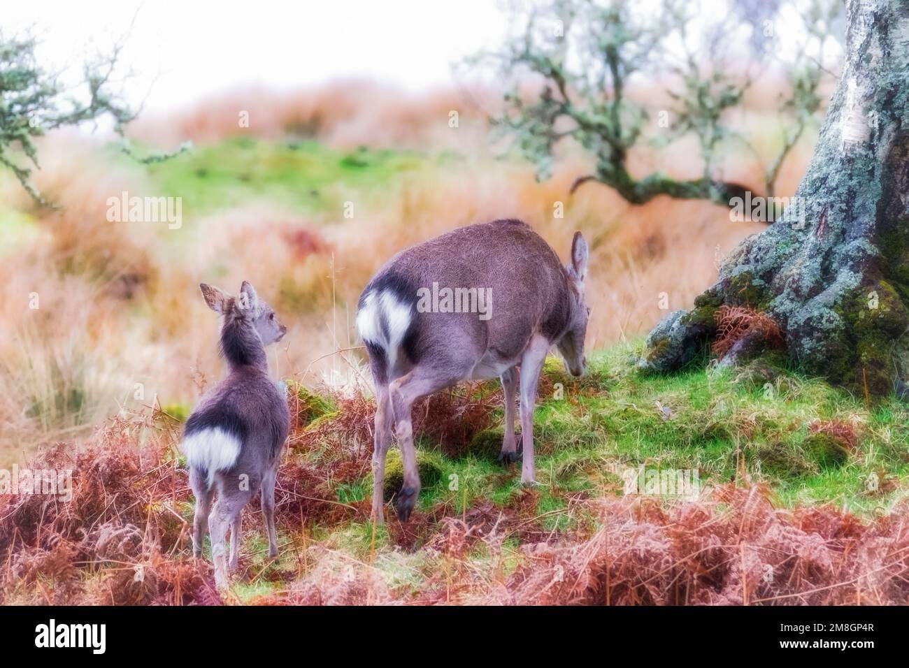 Le cerf rouge se hisse avec son veau dans les Highlands Banque D'Images
