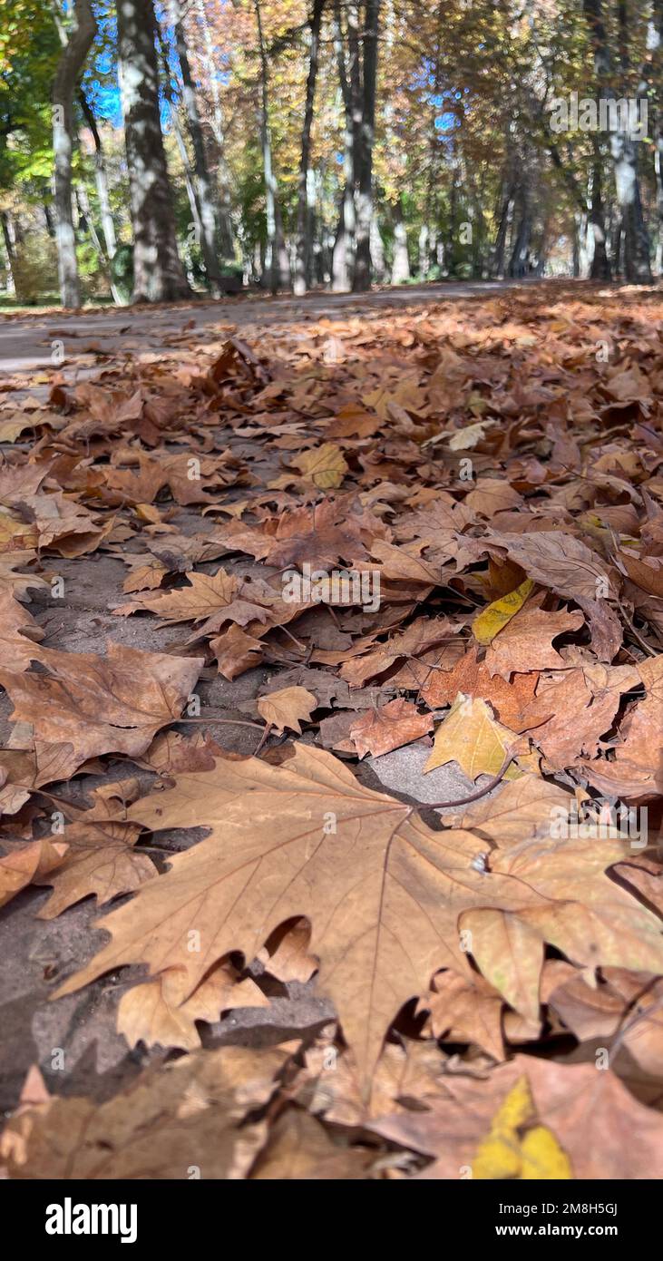 Feuilles tombées en automne dans un jardin Banque D'Images
