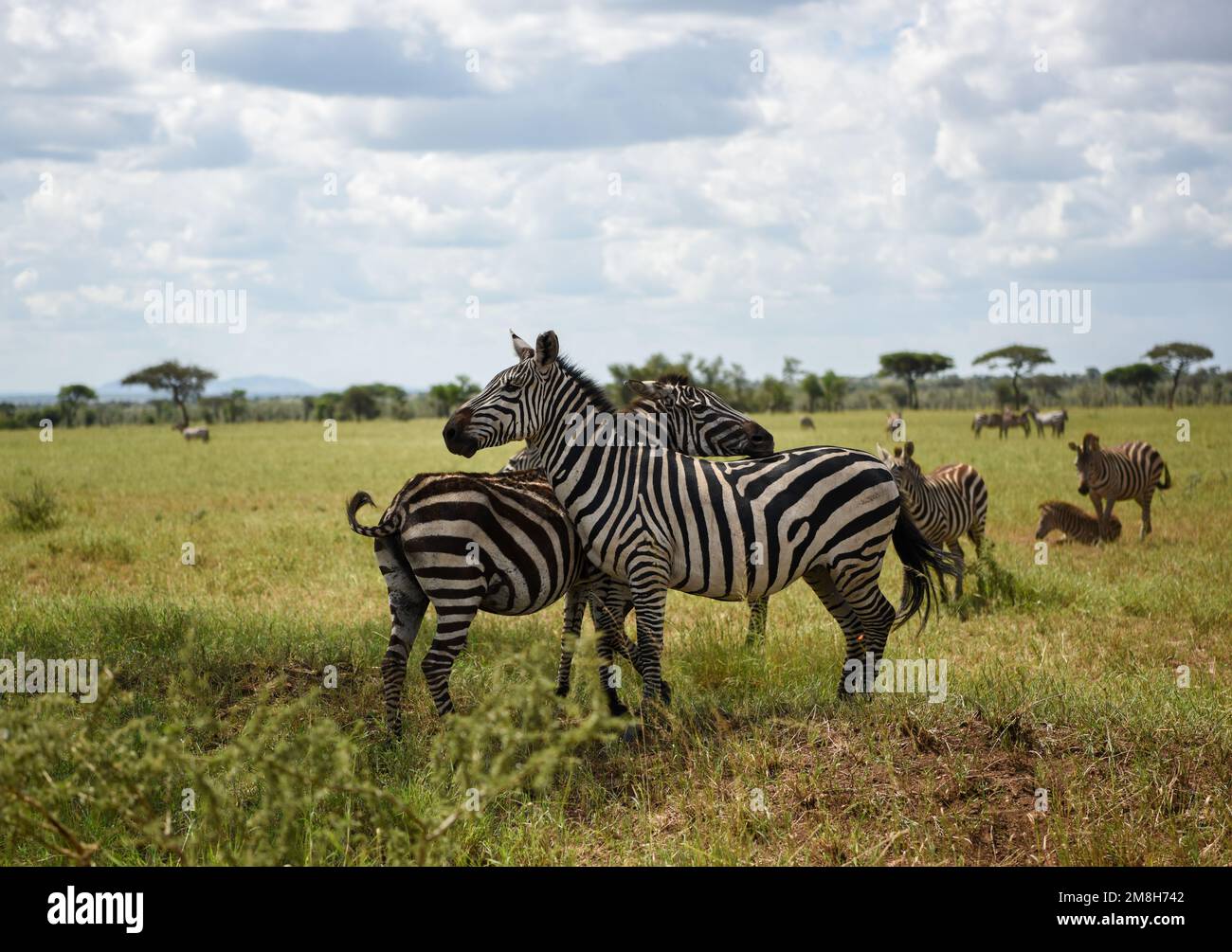 Zèbres sur les prairies du parc national de Serengeti Banque D'Images