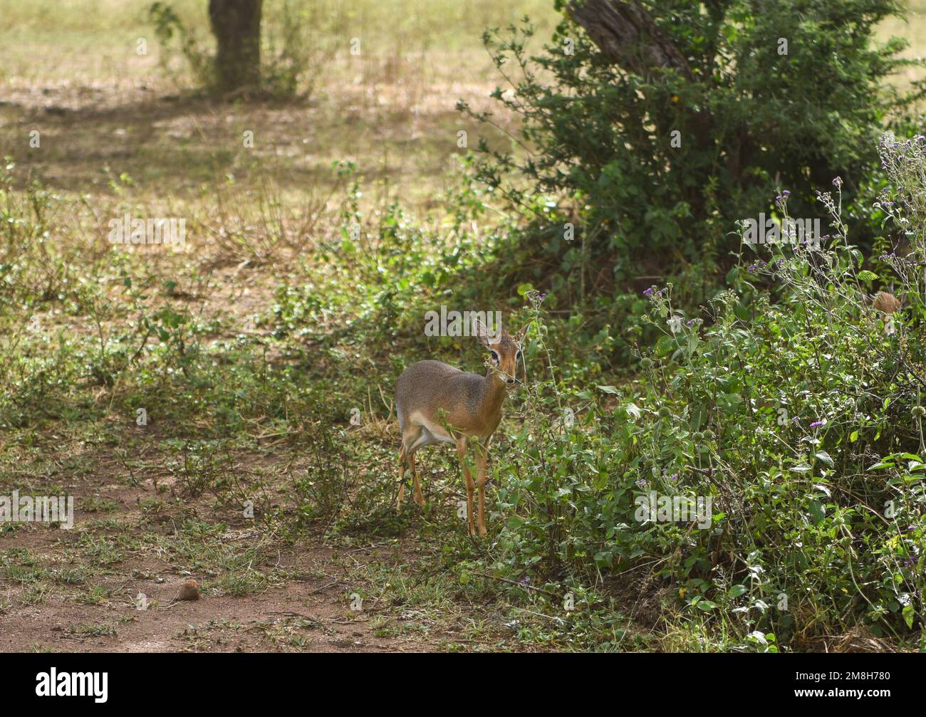 Petit antilope de Dik-dik dans le parc national de Serengeti Banque D'Images